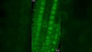 Cell and Developmental Biology of Plant Mitogen-Activated Protein Kinases: Supplemental Video 1