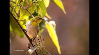 Indian White-eye (Oriental White-eye)