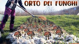 FUNGHI nell'ORTO: trasforma il Cippato in un RACCOLTO!