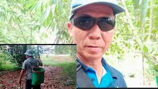 JALAN JALAN CARI MAKAN  DI KEBUN AKI NANGKA DAN TERUS PERGI TENGOK KEBUN KAWAN SEBELAH //