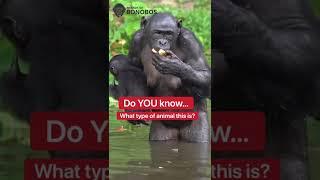 What Is A Bonobo???  #shorts #animals