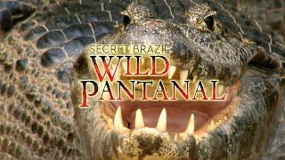 Secret Brazil: Wild Pantanal - WILD