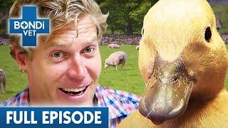 Bondi Vet Visits England  | Bondi Vet Season 6 Ep20 | Bondi Vet Full Episodes | Bondi Vet