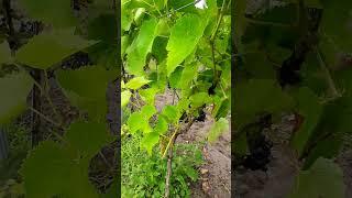 VINEYARD IN TURNHOUT #shorts #vineyard #grapes #oudturnhout #belgium