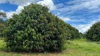 Sầu Riêng Musang King và những lưu ý