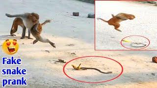 Fake  Snake vs Funny Monkey Prank  Can't Stop laughing | Monkey Prank