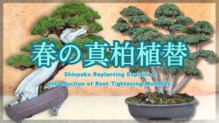 Shinpaku Replanting Explained - Introduction of Root Tightening Methods for Different Way -