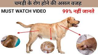 dog skin problem solution : चमड़ी के रोग होने की असल वजह