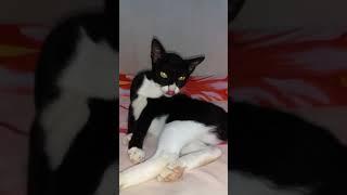 Sadar kamera kali ya si mpuss gayanya ganti mulu  #shorts #youtubeshorts #cute