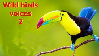 Wild birds voices 2/Голоса диких птиц 2. Animals voices/Голоса животных (Дай лапу)