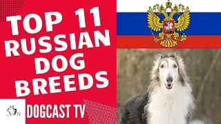 RUSSIAN DOG BREEDS TOP11!  DogCastTV