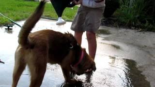 Our new Golden Retriever/German Shepherd mix puppy playing in the water.