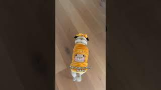 When the Cheese Drawer opens, this puppy comes looking!  #dog #shorts #adorable #cute #pets