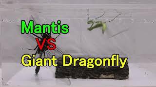 Mantis vs Giant Dragonfly.