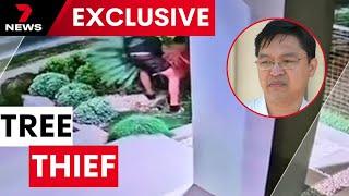 Rare and expensive tree stolen by neighbour | 7NEWS