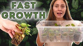 Best Plant Propagation Method! | Houseplant Propagation Box UPDATED METHOD! sphagnum moss prop
