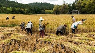 #เพลง  เก กุ๊ บือ (สัญญาหน้าเกี่ยว) เพลงกะเหรี่ยงเพราะๆ ( Karen Song)