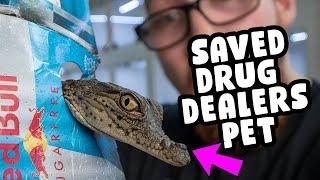 RESCUED A RARE BABY CROCODILE FROM A DRUG DEALERS HOUSE!