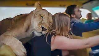 The INCREDIBLE lioness loves to ride a car!