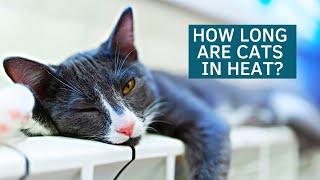 Long Cat Heat Cycles: How Long Are Cats in Heat?