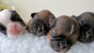 6 Cute Shih Tzu puppies || Too Cute