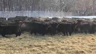 Red Tag Heifers