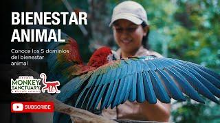 Los 5 dominios de bienestar animal