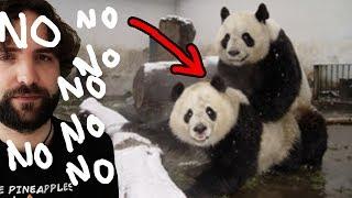 What you DIDN'T want to know about panda - "UGLY SCIENCE"