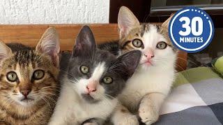 30 Minutes of the Worlds CUTEST Kittens! 