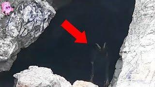 10 Mysterious Creatures Caught on Camera