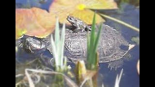 frog and turtle friends