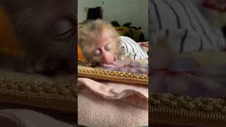 What will baby monkeys look like when they sleep?