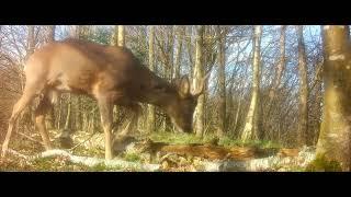 Mature roe deer buck has shed the velvet and has impressive new antlers