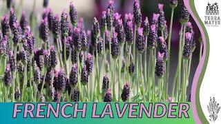 Growing FRENCH LAVENDER: Quick Tips for (Lavandula dentata)