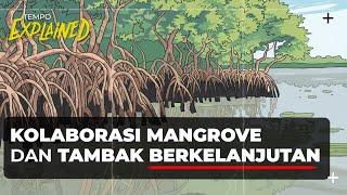 Simbiosis Mutualisme Mangrove di Kolam Tambak Melalui Silvofishery | EXPLAINED