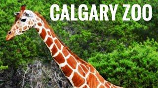 Calgary Zoo | Complete Walkthrough Tour in 4K | Alberta, Canada | World's Top Rated Zoo