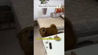 Seekor anjing lucu dan majikan jail #shorts #viral #anjinglucu #hewanlucu #lucu #tawa #ngakak #jahil