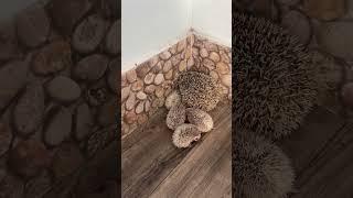 Hello mommy babe hungry milk #cute #hedgehoglife #animalpictures #hedgehog #cuteanimals