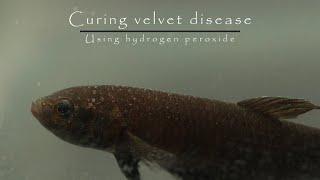 ELIMINATE freshwater fish velvet disease FAST with HYDROGEN PEROXIDE