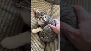 Funny Pets | 2024 Funny Dogs And Funny Cats Videos    #156