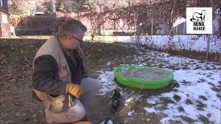 Training a Mink: Part 7 Back to Basics - Daily Mink Routine and Recall and Cache Box Training