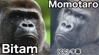 Momotaro inherits the genes of the great silverbacks from all over Europe. Momotaro family Gorilla