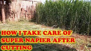 How i take care of super Napier after cutting