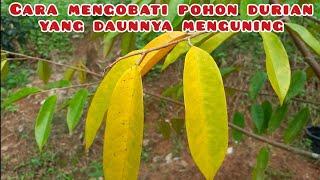 CARA MENGOBATI POHON DURIAN YANG DAUNNYA MENGUNING AKIBAT BUSUK AKAR