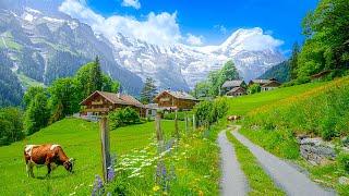 Grindelwald, the magical village of the Swiss Alps  Switzerland 4K