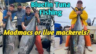 How to troll for Bluefin Tuna?  Madmacs or live mackerels - Chaos.