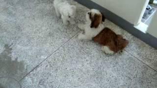 Maltese & Shih Tzu: Best Friends?? Find out...