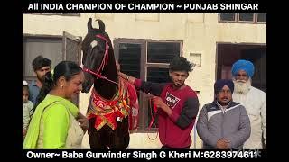 Baba Gurwinder singh g kheri da Ghoda champion Bnn ton Vaad kheri farm Vich kek kattea M:6283974611