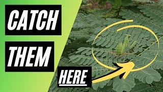 Praying Mantis hunting: How to locate and catch them