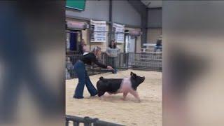 Texas pig 'Big T' trending after viral runway walk